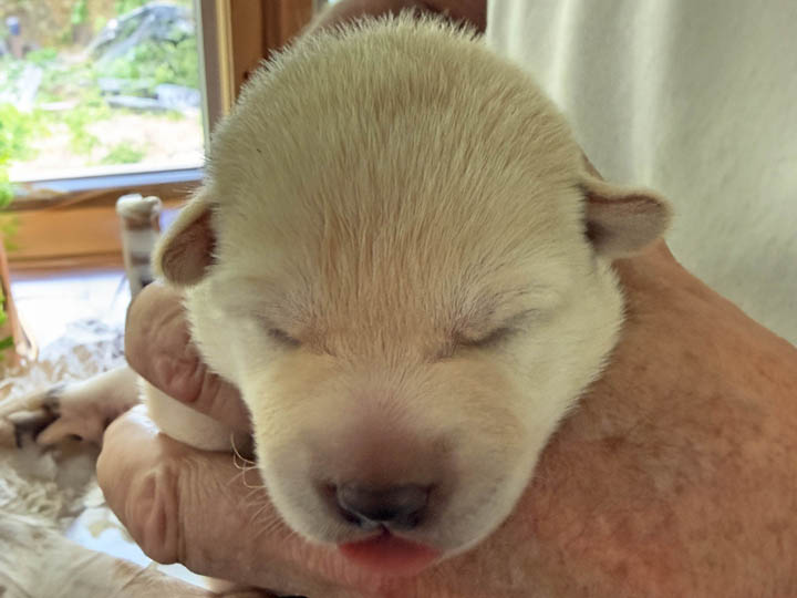 chinook puppy